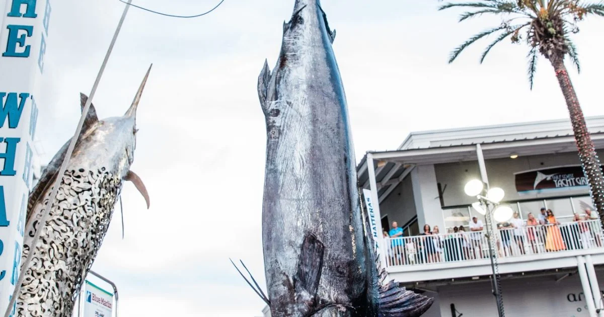 Blue Marlin Grand Championship