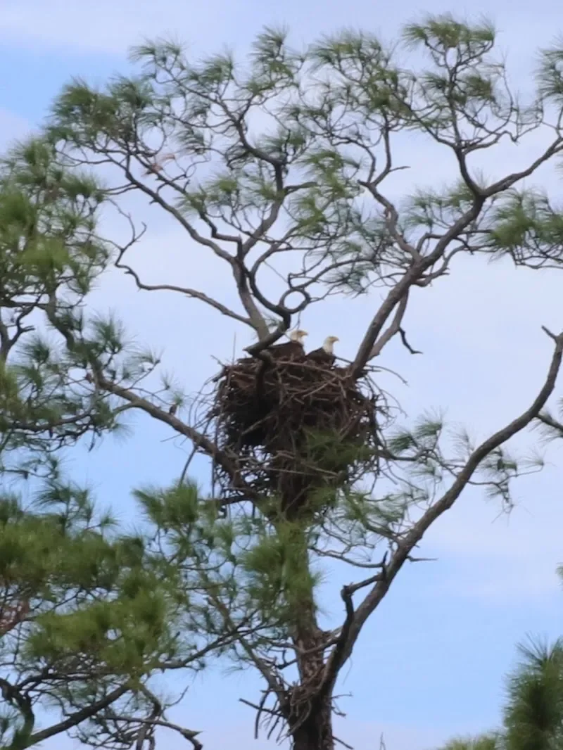 Eagle nest —- gulf shores