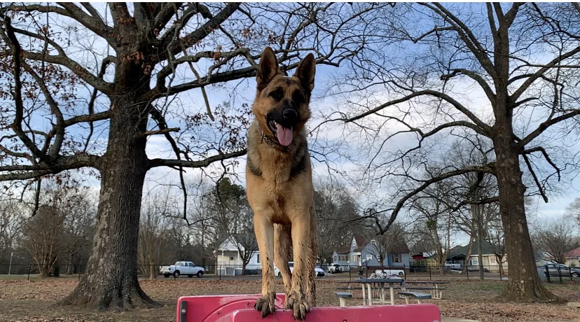 Lakeshore Dog Park