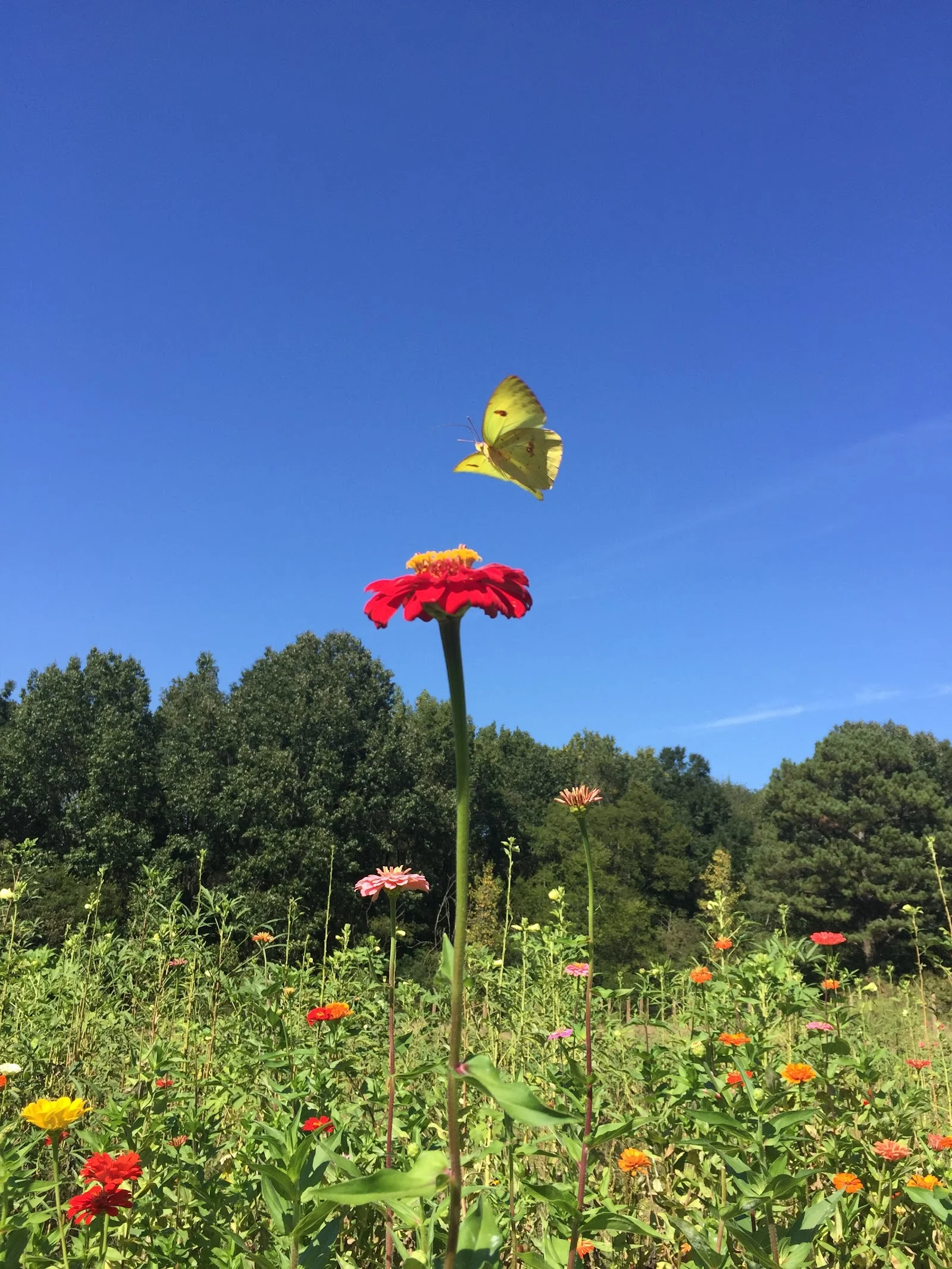 Crabtree Farms