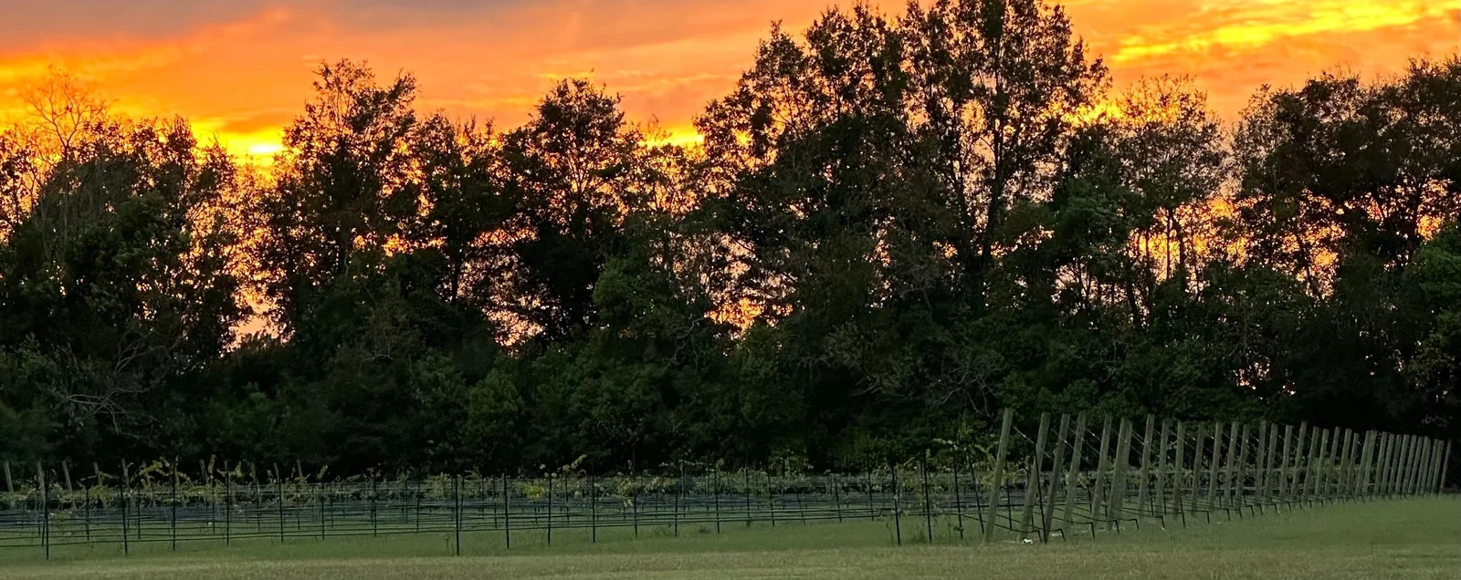 Southern Grove Vineyard
