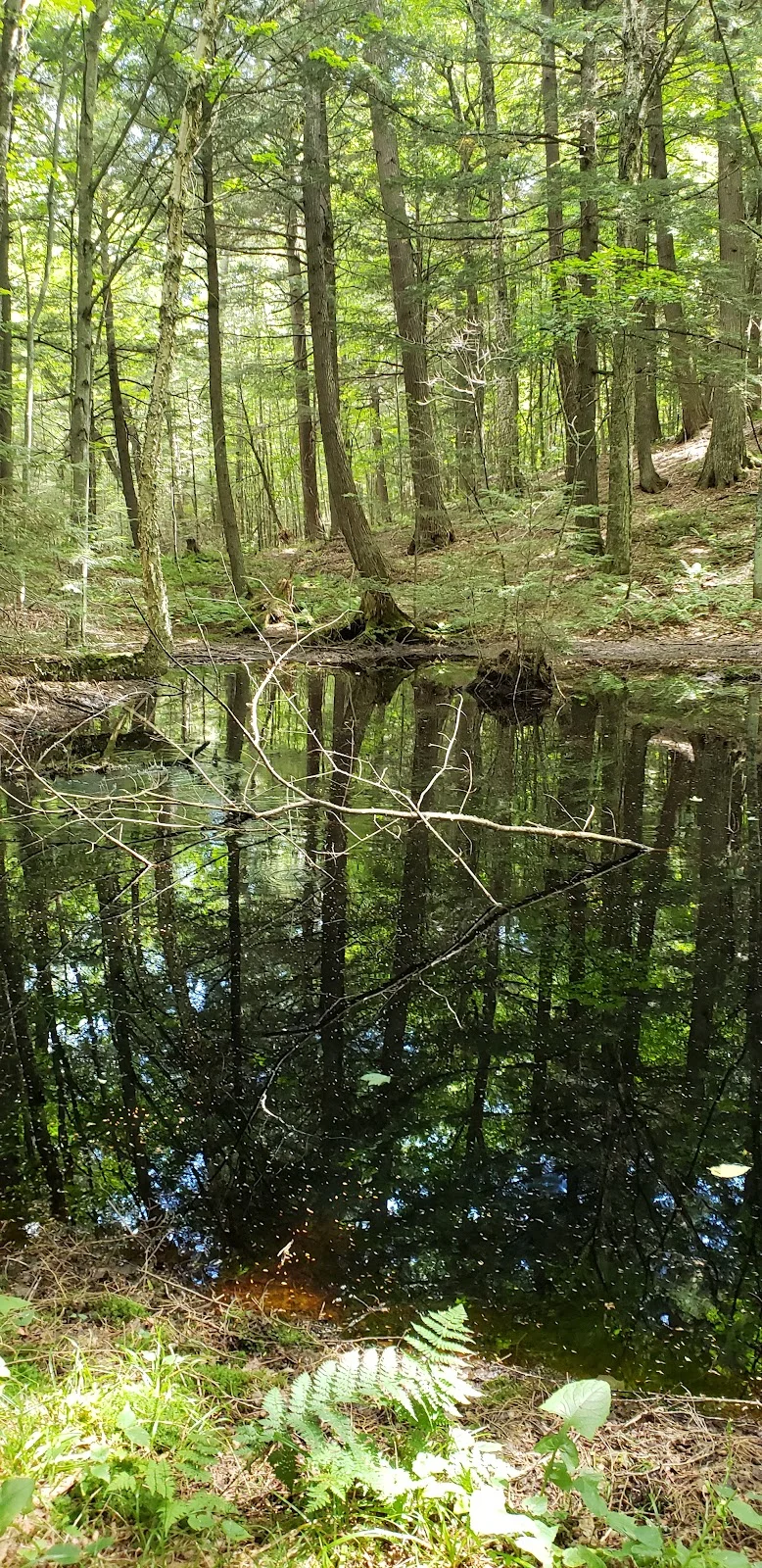 Van Vliet Hemlocks State Natural Area