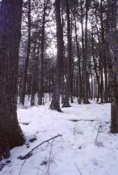 Plum Lake Hemlock Forest State Natural Area