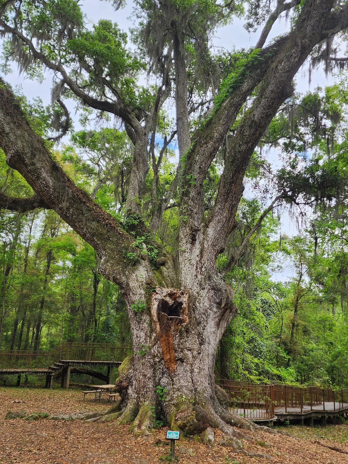Jackson Oak