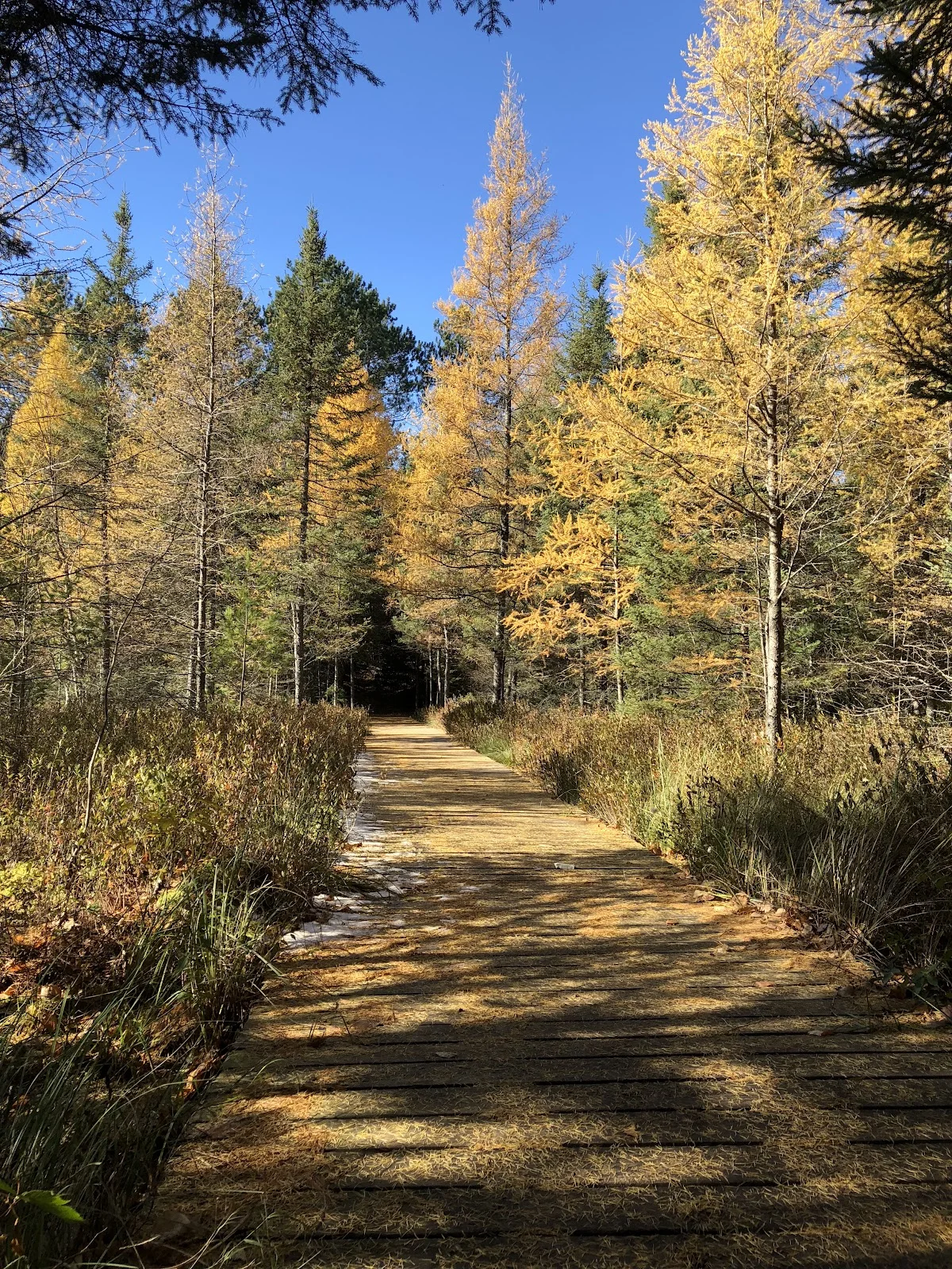 Shannon Lake Hiking Trail
