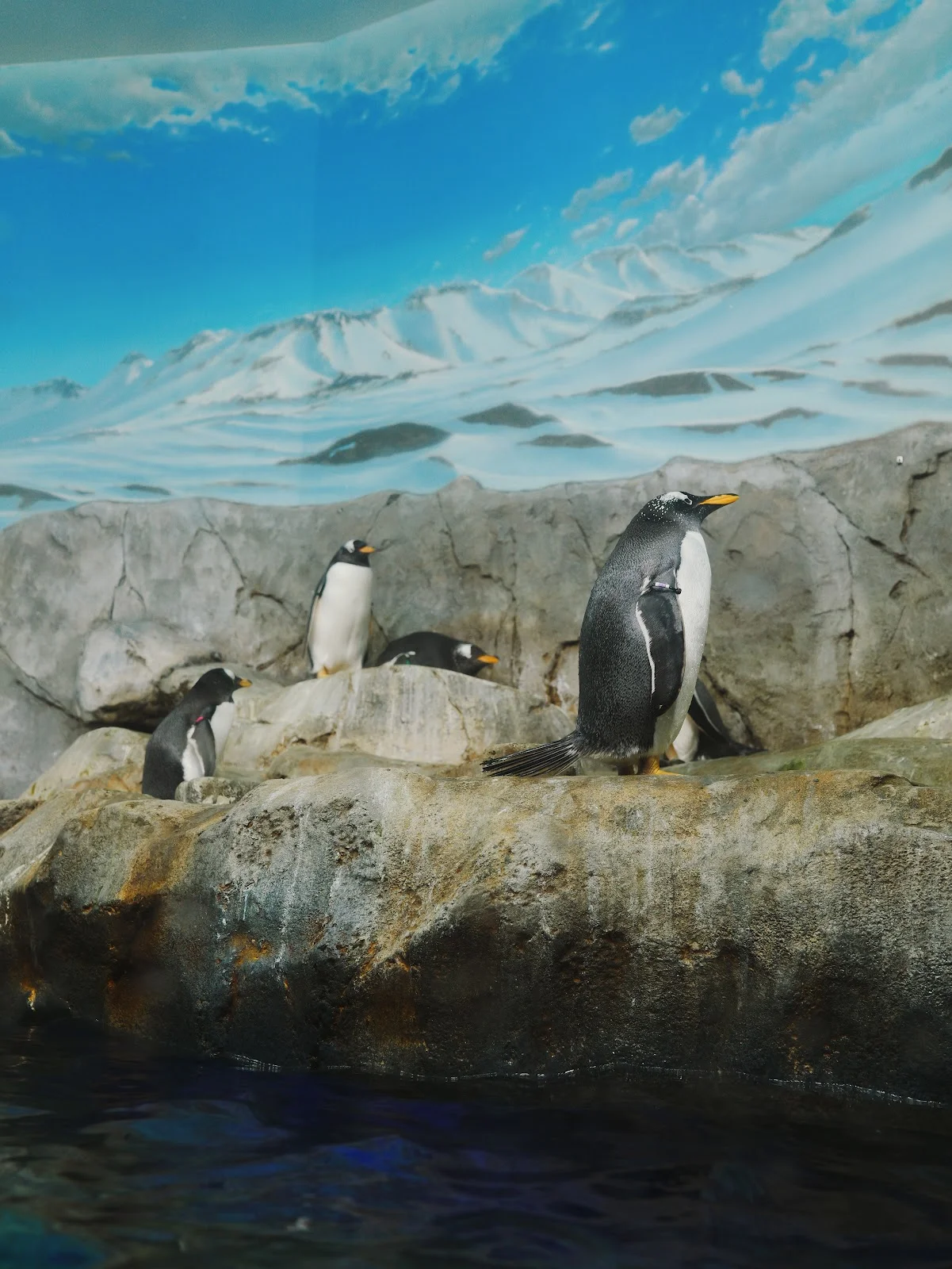 chattanooga aquarium