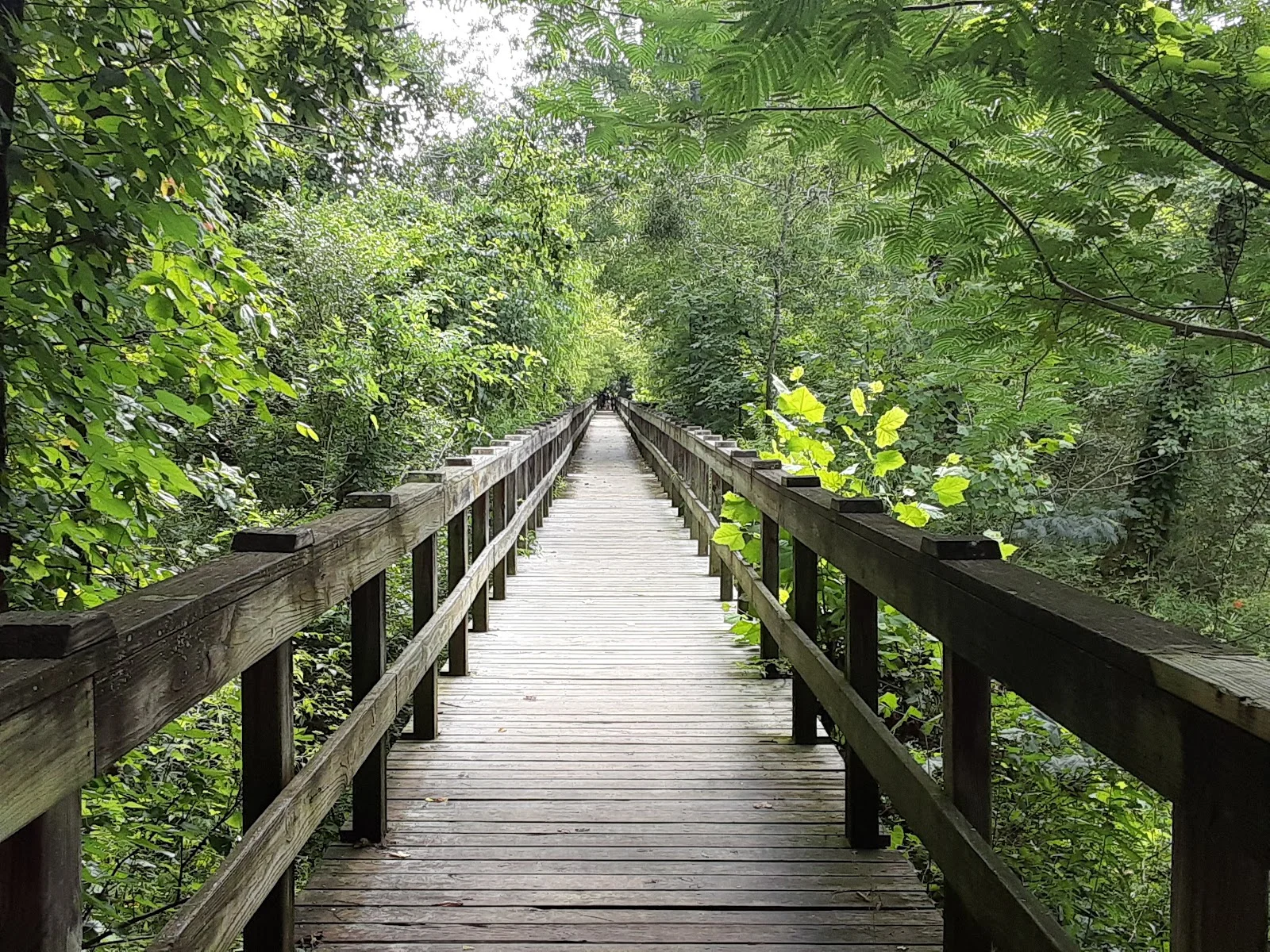 Taylor Ridge / Taylors Ridge Wildlife Management Area trailheads