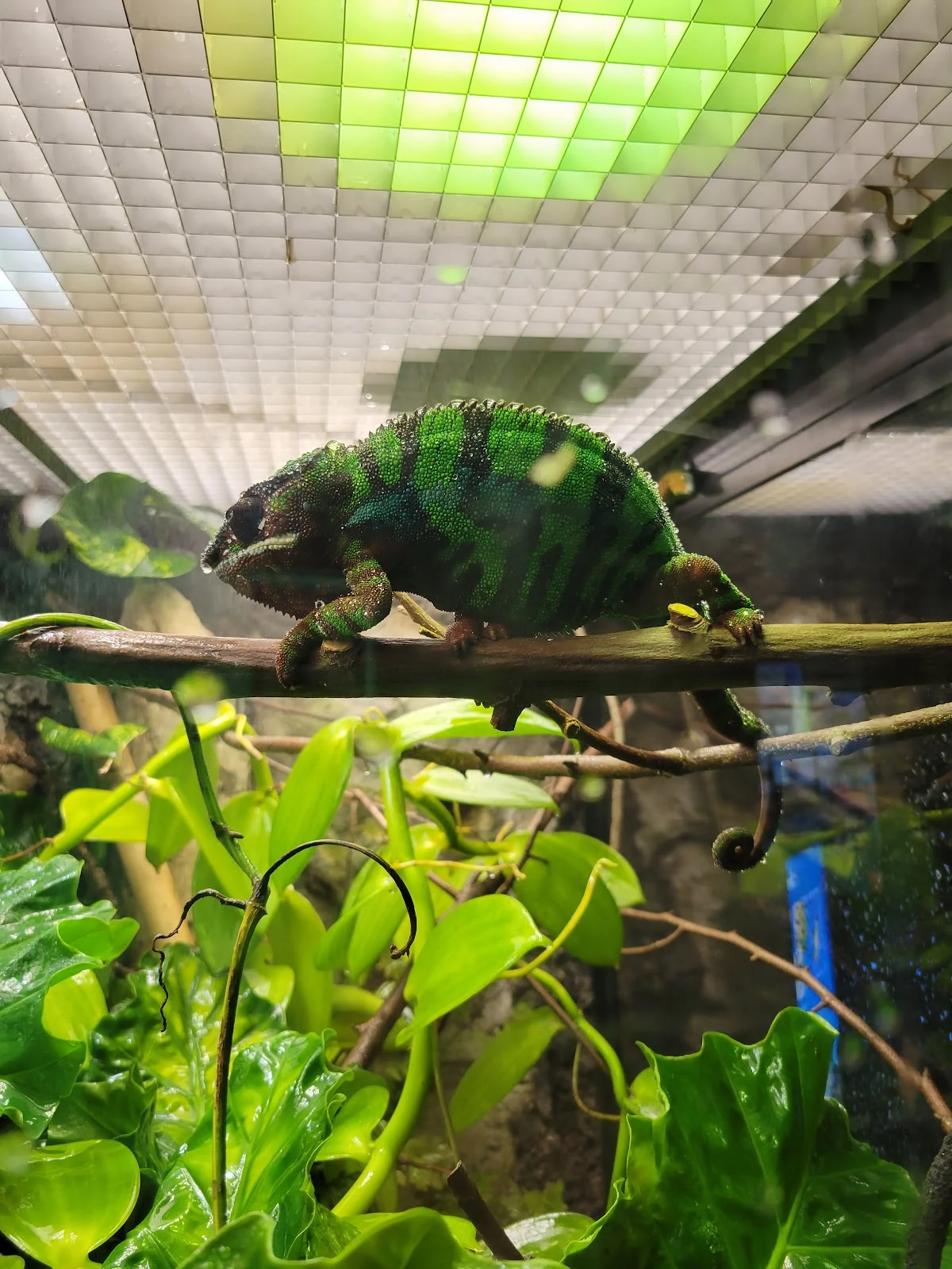 Aquarium Hummingbird and Butterfly Garden
