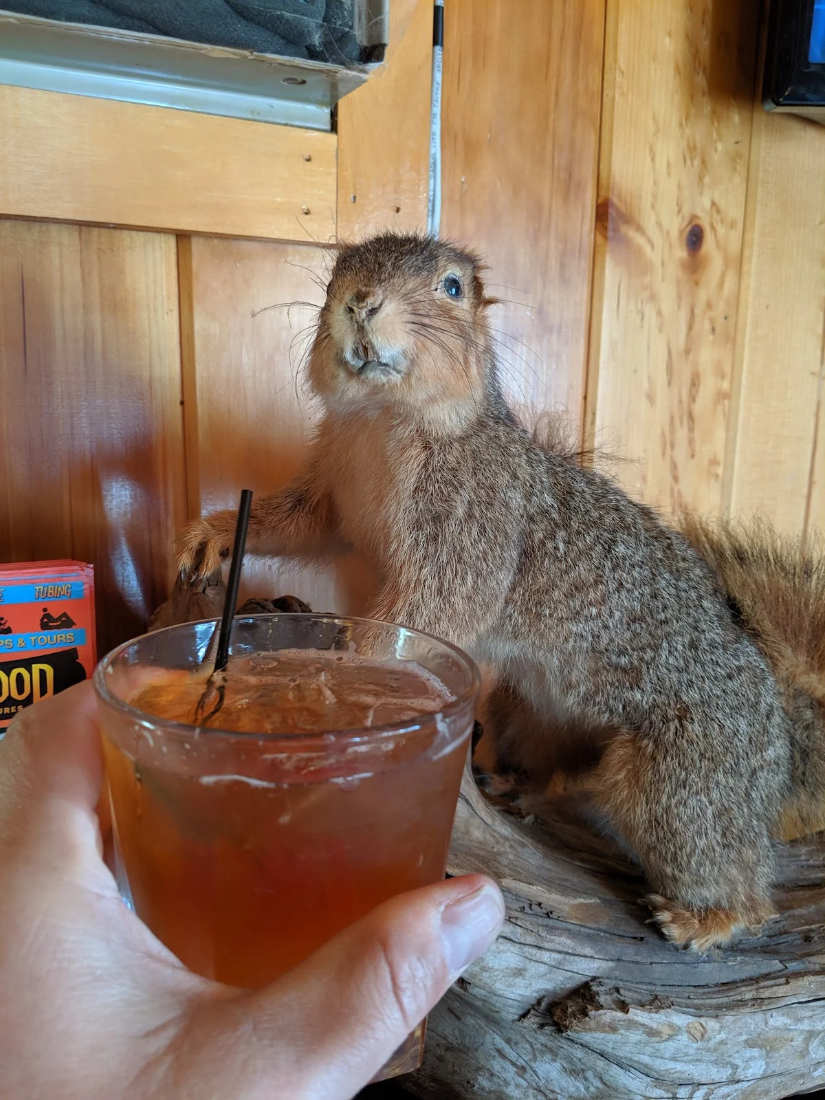 The Nutty Squirrel