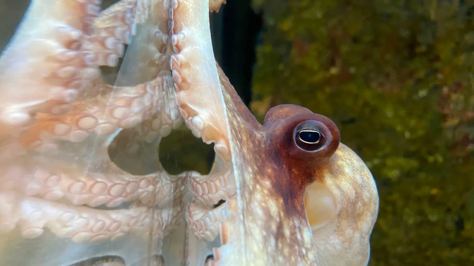 Alabama Aquarium at the Dauphin Island Sea Lab