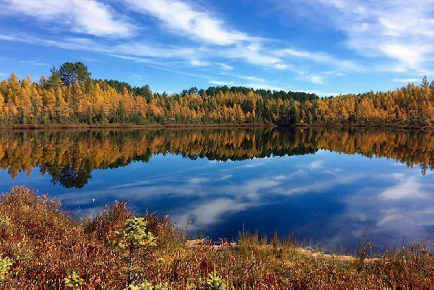 Holmboe Conifer Forest State Natural Area