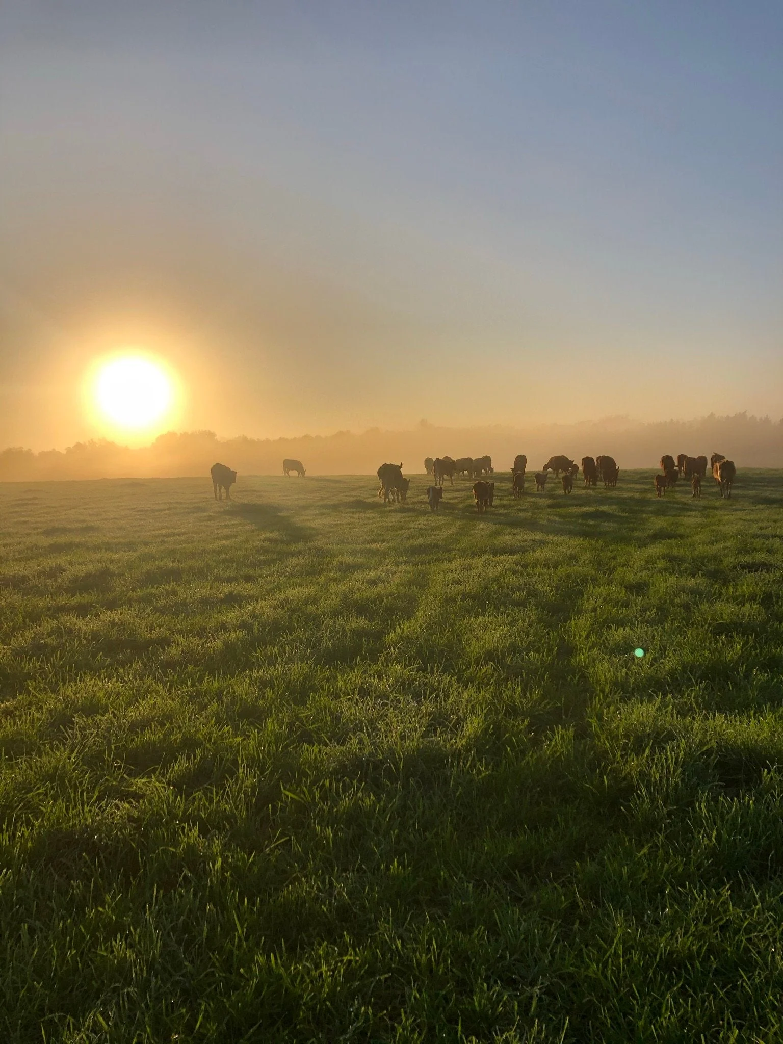 Riverbend Cattle Company