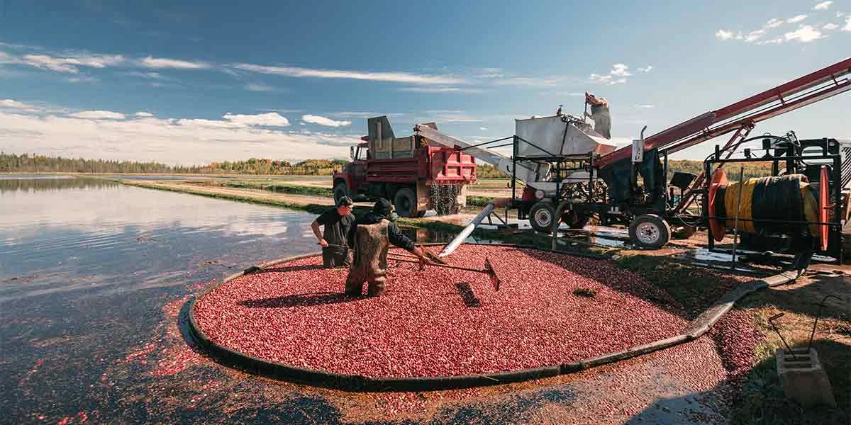 Cranberry Fest, Eagle River, WI